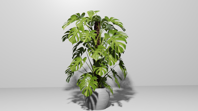Monstera Plant Model 3D .c4d .max .obj .3ds .fbx .stl .blend 