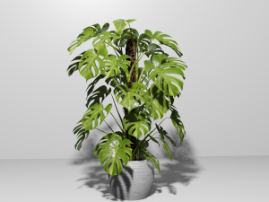 Monstera Plant Modelo 3D