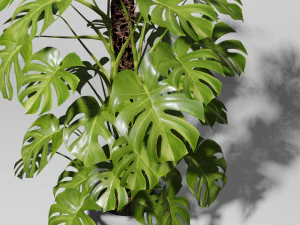Monstera Plant 3D Model