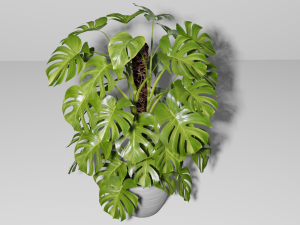Monstera Plant Model 3D