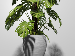 Monstera Plant Model 3D