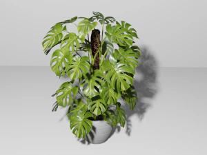 Monstera Plant 3D Model