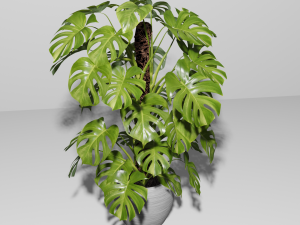 Monstera Plant Model 3D