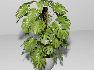 Monstera Plant 3D Model