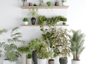 Interior plants 3D Model