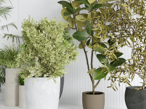 Interior plants 3D Model