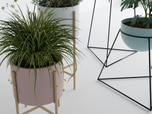 Interior plants Modello 3D