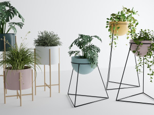 Interior plants Modello 3D