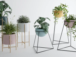 Interior plants 3D Model
