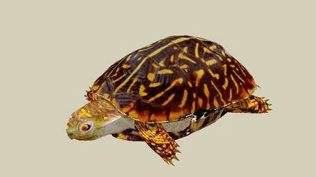 Turtle Model 3D .c4d .max .obj .3ds .fbx .stl .blend 