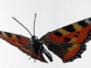 Butterflies - 24 Rigged Low-Poly Butterfly Models 3D Model