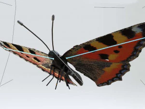 तितलियाँ - 24 कठोर लो-पॉली तितली मॉडल 3D मॉडल