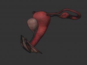 Uterus vaginal genitals 3D Model