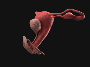 Uterus vaginal genitals 3D Model