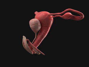 Uterus vaginal genitals 3D Model