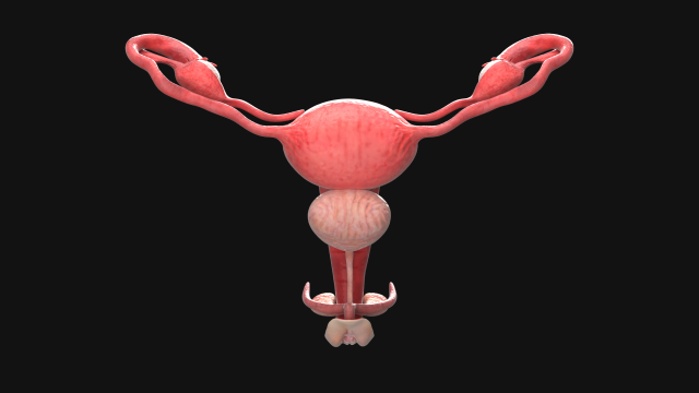 Uterus vaginal genitals 3D Model .c4d .max .obj .3ds .fbx .stl .blend 