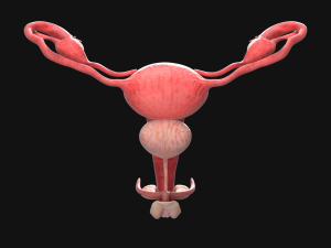 Uterus vaginal genitals Modelo 3D