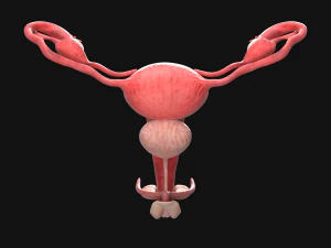 Útero genitales vaginales Modelo 3D