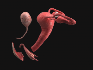 Uterus vaginal genitals 3D Model