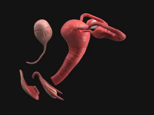 Uterus vaginal genitals 3D Model
