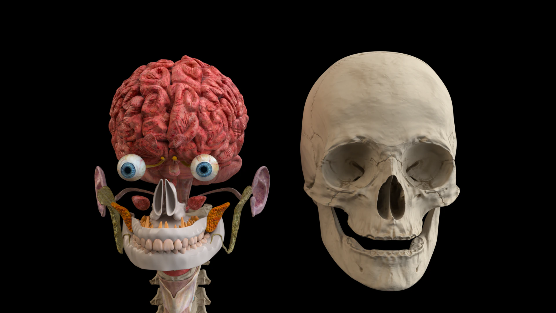 Ultra-realistic human head model 3D Model .c4d .max .obj .3ds .fbx .stl .blend