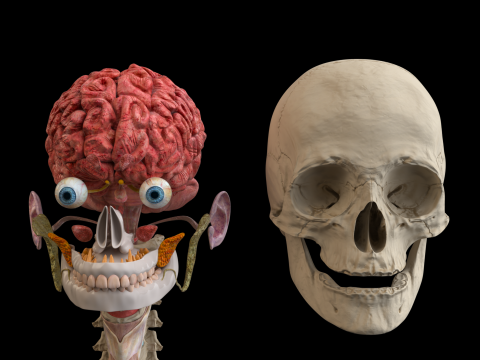 Ultra-realistic human head model 3D Модель