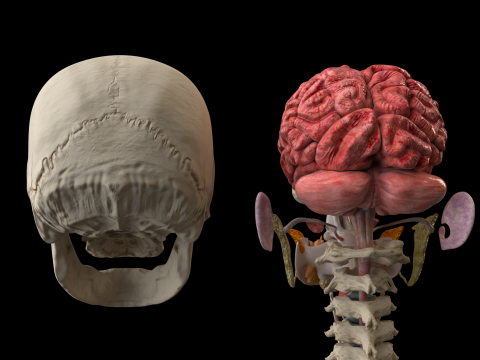 Ultra-realistic human head model 3D Model