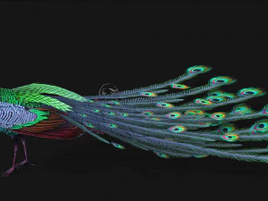 Peacock-A3 3D Model