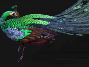 Peacock-A3 3D Model