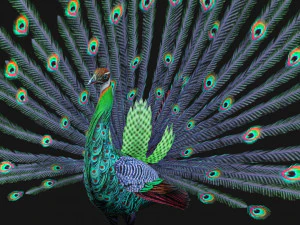 Peacock-A3 3D Model