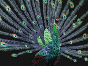 Peacock-A3 3D Model