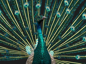 Pav&atilde;oV1E Modelo 3D