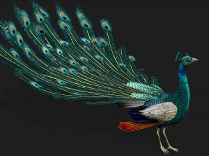 PeacockV1E 3Dモデル