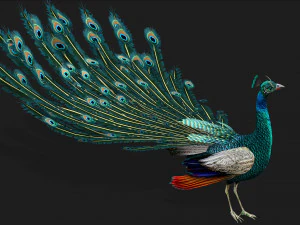 Pav&atilde;oV1E Modelo 3D