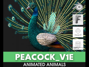 Pecock, Birds, Animals