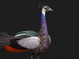 Peacock-V2E 3D 모델