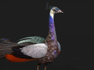 Peacock-V2E 3D Model