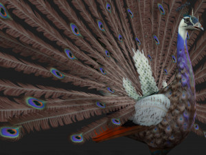 Peacock-V2E 3D 모델