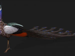 Peacock-V2E 3D Model