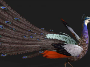 Peacock-V2E 3D Model
