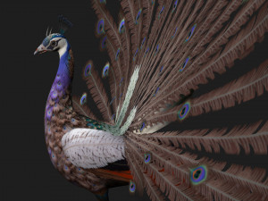 Peacock-V2E 3D 모델