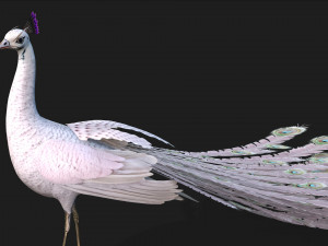 PeacockV3E 3D Model