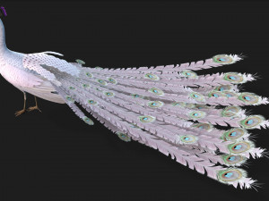 PeacockV3E 3D Model
