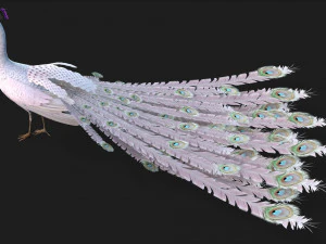 PeacockV3E 3D Model