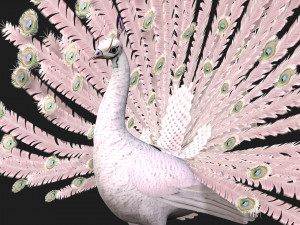 PeacockV3E 3D Model