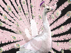 PeacockV3E 3D Model