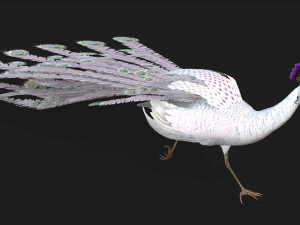 PeacockV3E 3D Model