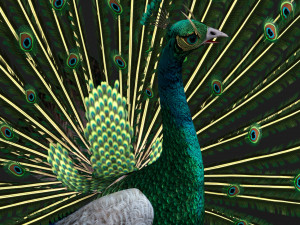 PeacockV4E 3D Model