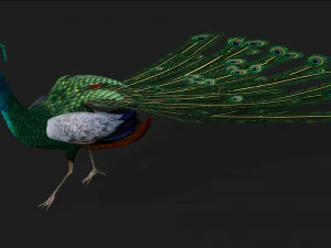 PeacockV4E 3D Модель