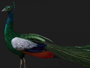 PeacockV4E 3D Model